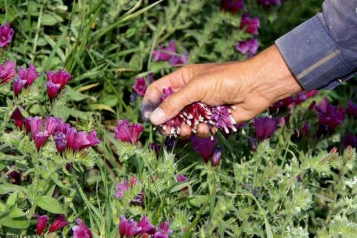 کشت ۵۰هکتار گیاهان دارویی در قزوین کشت ۵۰هکتار گیاهان دارویی در قزوین