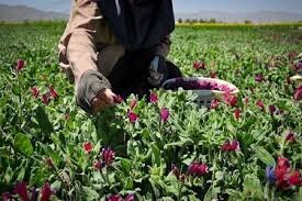 یکهزار هکتار از اراضی چهارمحال و بختیاری زیر کشت گیاهان دارویی رفت یکهزار هکتار از اراضی چهارمحال و بختیاری زیر کشت گیاهان دارویی رفت