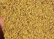 ۱۲۰۰ کیلوگرم بذر یونجه برای کشت در دیمزارهای کم بازده استان سمنان توزیع شد