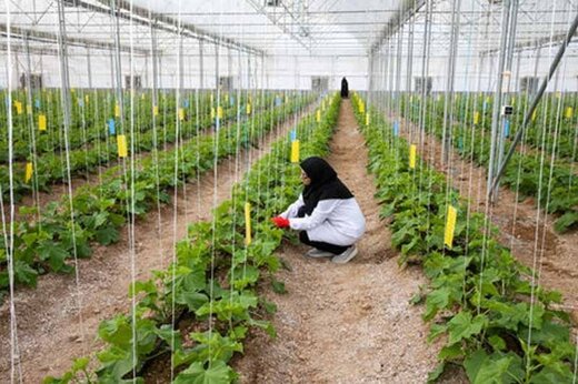 ۱۶۴طرح اشتغال روستایی در قزوین تسهیلات دریافت می کنند ۱۶۴طرح اشتغال روستایی در قزوین تسهیلات دریافت می کنند