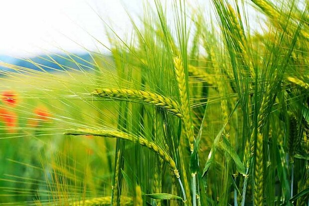 ۵۲ هزار تن گندم از زمین های کشاورزی هرمزگان برداشت می شود ۵۲ هزار تن گندم از زمین های کشاورزی هرمزگان برداشت می شود