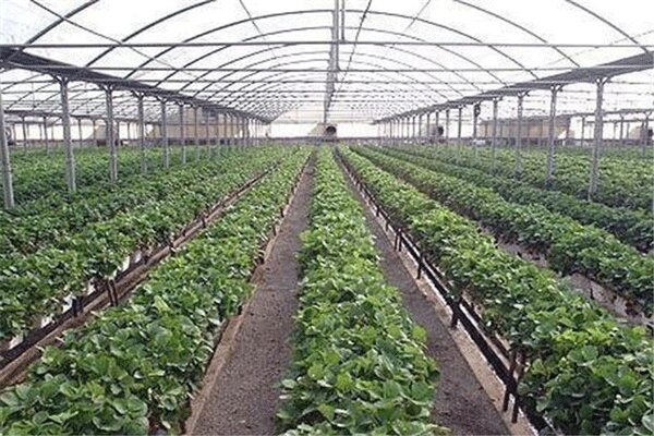 آغاز عملیات اجرایی شهرک گلخانه ای ۱۰۰ هکتار در خراسان شمالی
