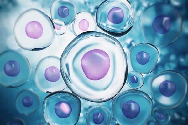 انتخاب «بانک سلول‌های بنیادی خون قاعدگی» به‌عنوان دستاورد برتر