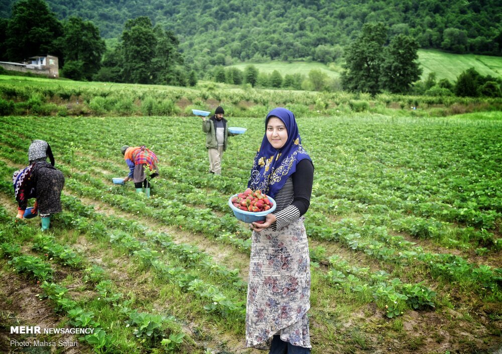 توت‌فرنگی‌هایی که نصیب گاوها شدند