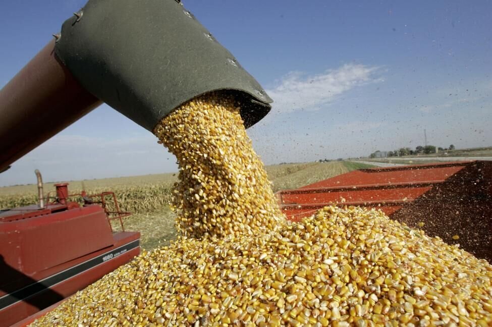 ذرت های آلوده به الکل تبدیل می شوند ذرت های آلوده به الکل تبدیل می شوند