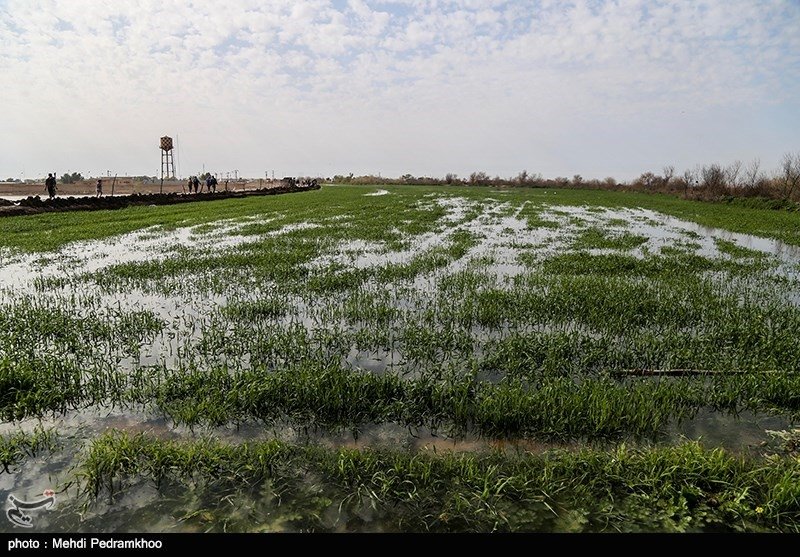سیلاب بالغ بر ۵۰۰ میلیارد تومان به اراضی زراعی و باغی مازندران خسارت وارد کرد