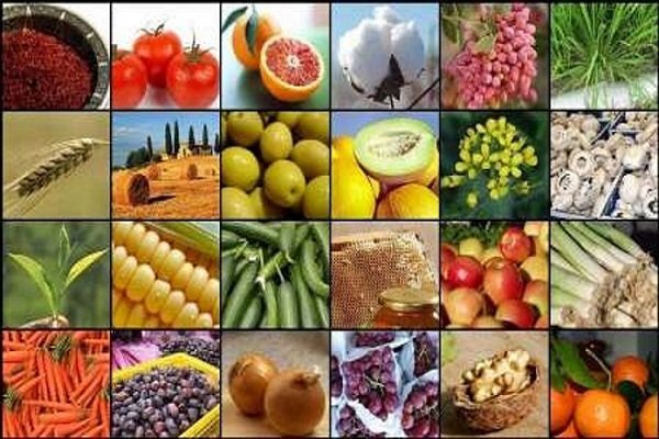 پیازها در مزارع خاک می‌شود، موزها در گمرک می‌گندد!