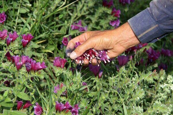 اختصاص ۷۰ هکتار از اراضی کشاورزی قوچان به کشت گیاهان دارویی در سال زراعی جاری