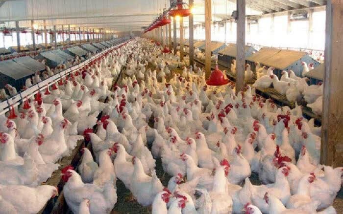 نرخ مصوب هر کیلو گوشت مرخ در میادین میوه و تره بار چقدر است؟