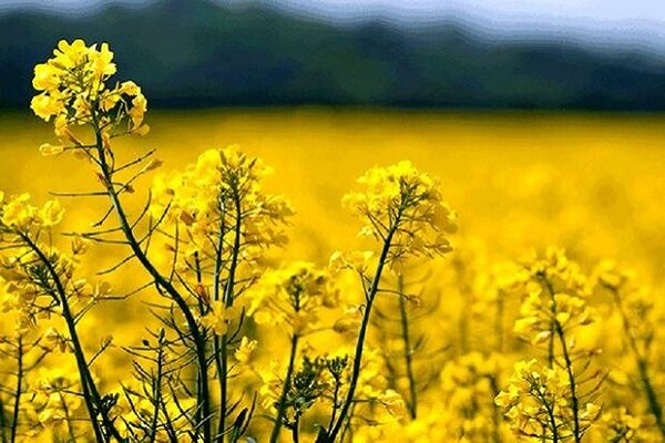 وابستگی ۸۴ درصدی صنعت روغن به واردات قابل قبول نیست