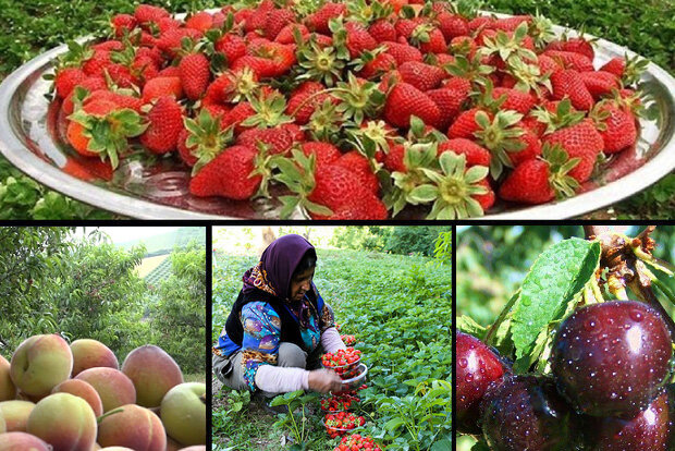 کام شیرین ایران و جهان از نوبرانه‌های مازندران/۱۰۰تن محصول صادرشد