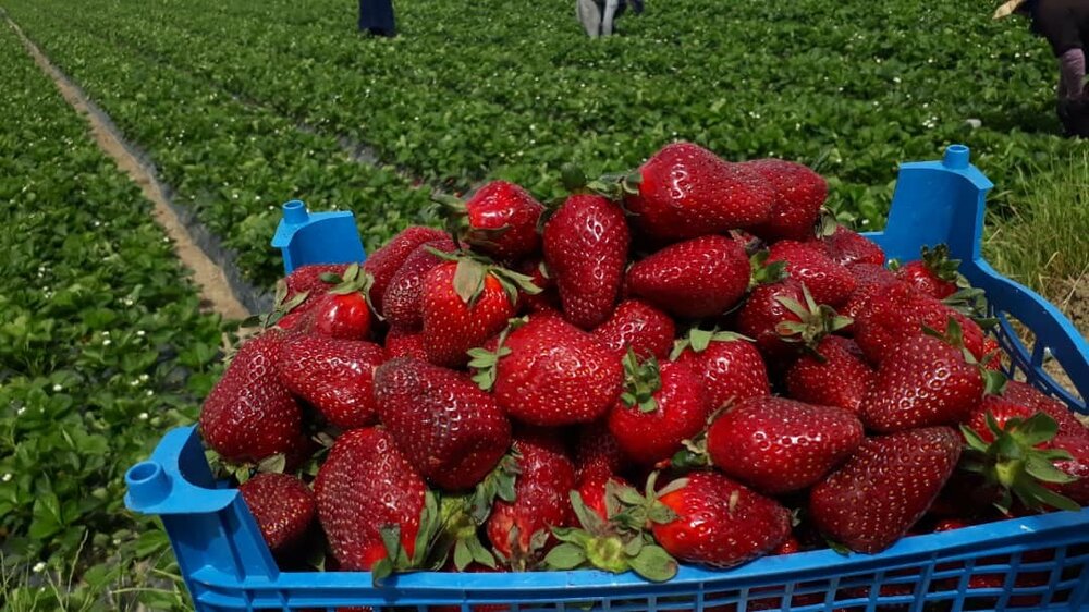 کام شیرین ایران و جهان از نوبرانههای مازندران/۱۰۰تن محصول صادرشد کام شیرین ایران و جهان از نوبرانههای مازندران/۱۰۰تن محصول صادرشد
