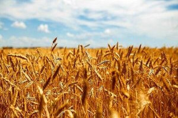 خرید ۴ میلیون و ۸ هزار تن گندم از کشاورزان
