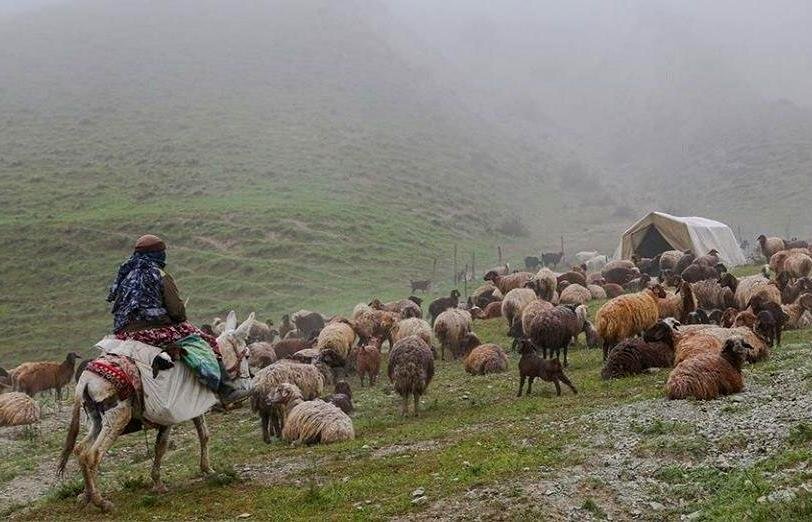 دامداران کلات در دام مشکلات