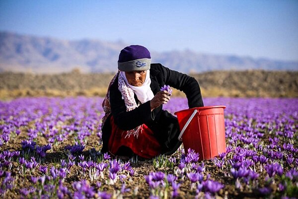 صادرات زعفران از سر گرفته شد/افزایش ۸ درصدی قیمت‌ها
