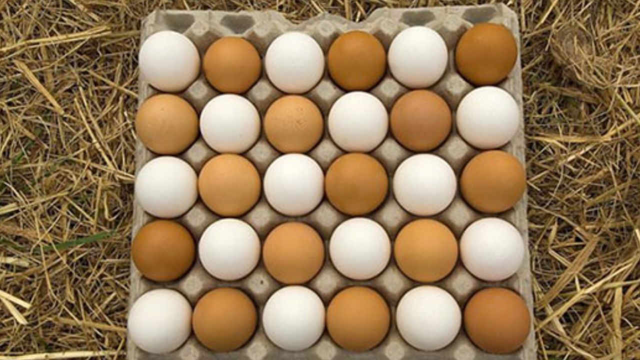 تخم مرغ  شانه‌ای ۲۰ هزار تومان