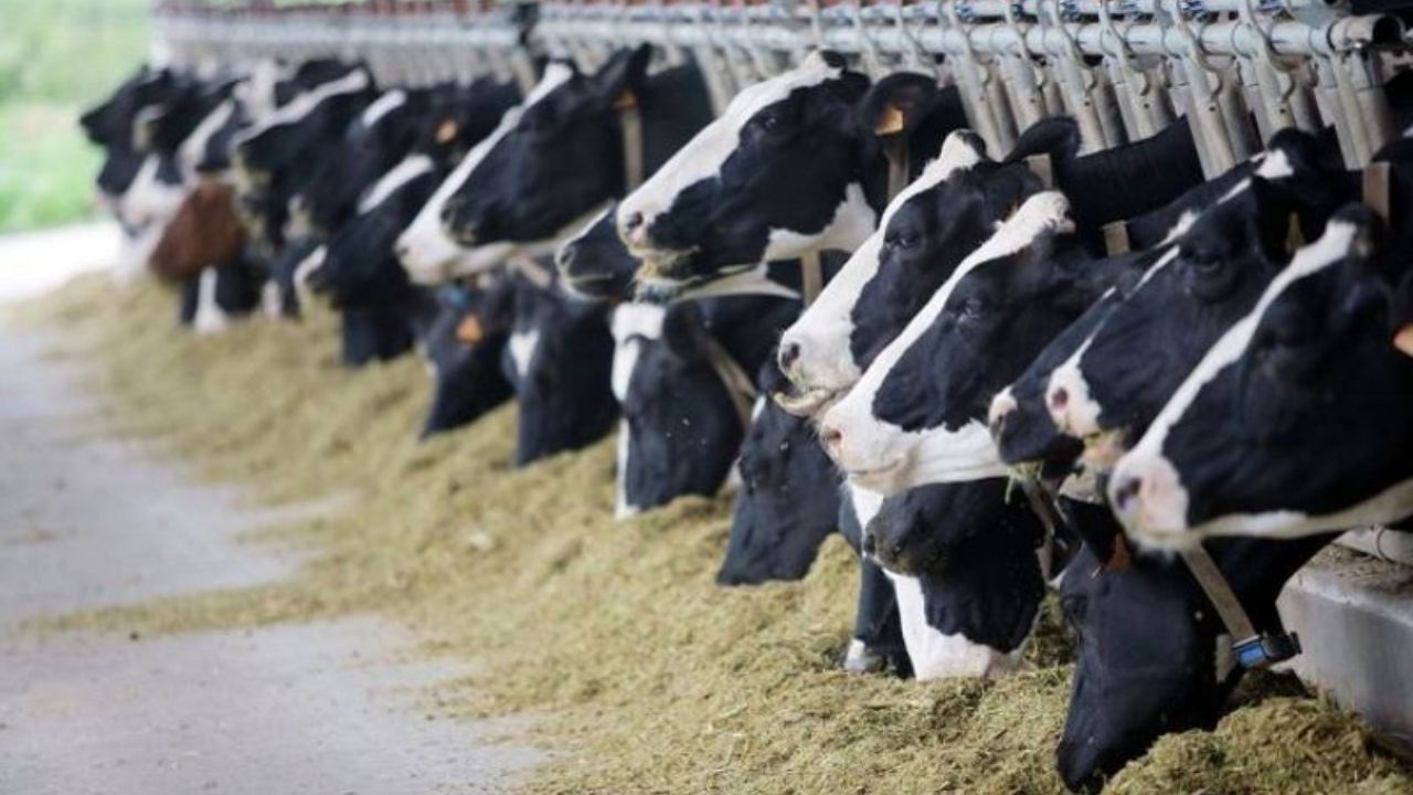 علل دولت در تعیین‌ نرخ مصوب شیر خام/ گرانی گوشت ارتباطی به دامدار ندارد
