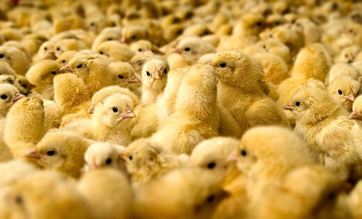 گرانی در کمین مرغ/ تولید جوجه یک روزه باز هم کم شد